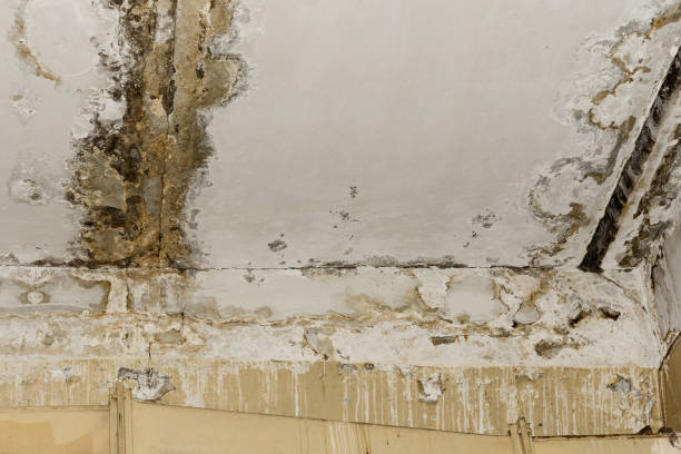 Best Water Damage & Mold Remediation  in Weatherby Lake, MO